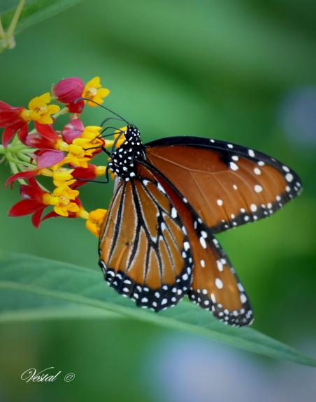 2-monarch-on-lantana--11x14-special-request