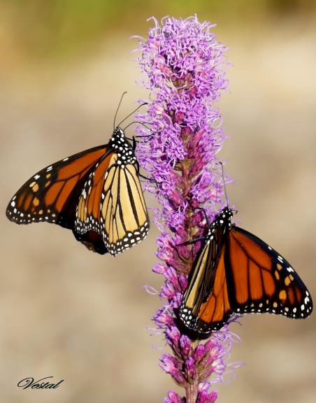 3-monarchs-on-gayfeather--11x14-special-request