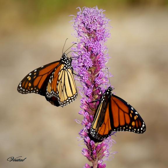 4-monarchs-on-gayfeather-special-request