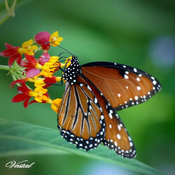 #5: Monarch on Lantana (special request)