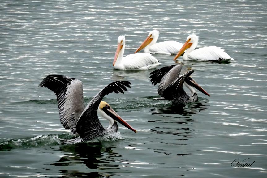 Brown and White Pelicans