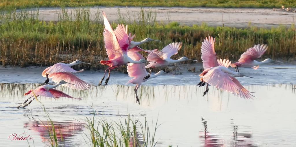 Spoonbills Take Flight -- 40"x20" ($195)