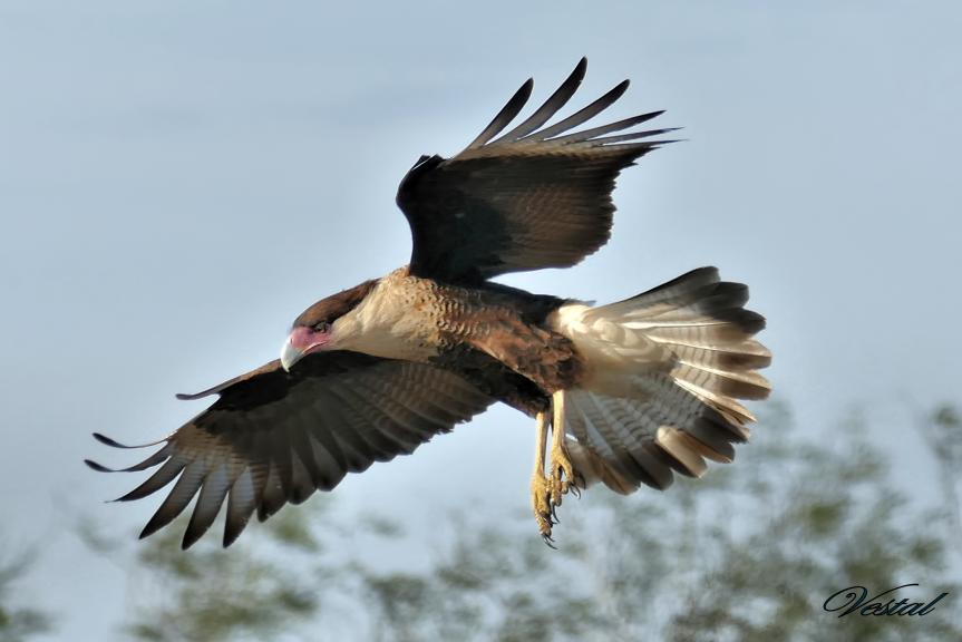 created-caracara-3x2-ratio