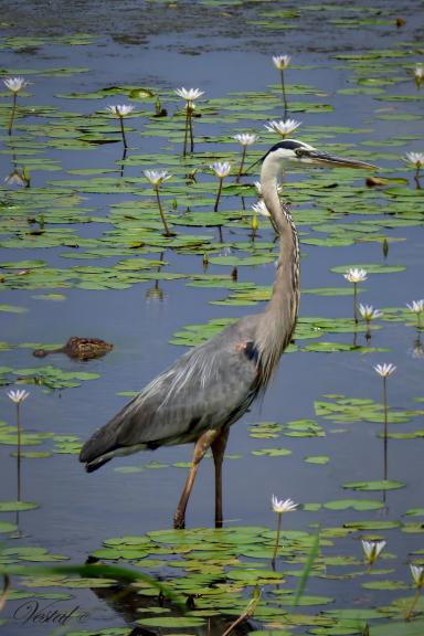 heron-alligator