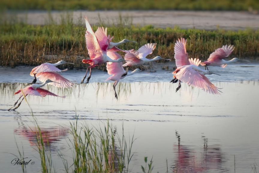 spoonbills-take-flight