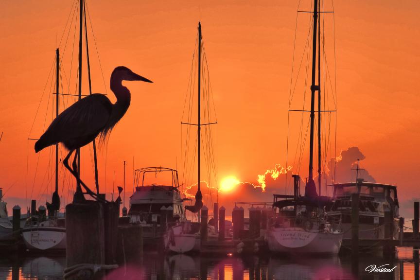 heron-sunrise--24x18