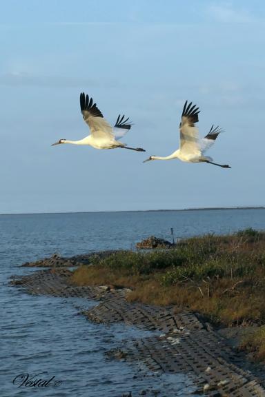 whooper-departure