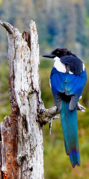 black-billed-magpie-special-request