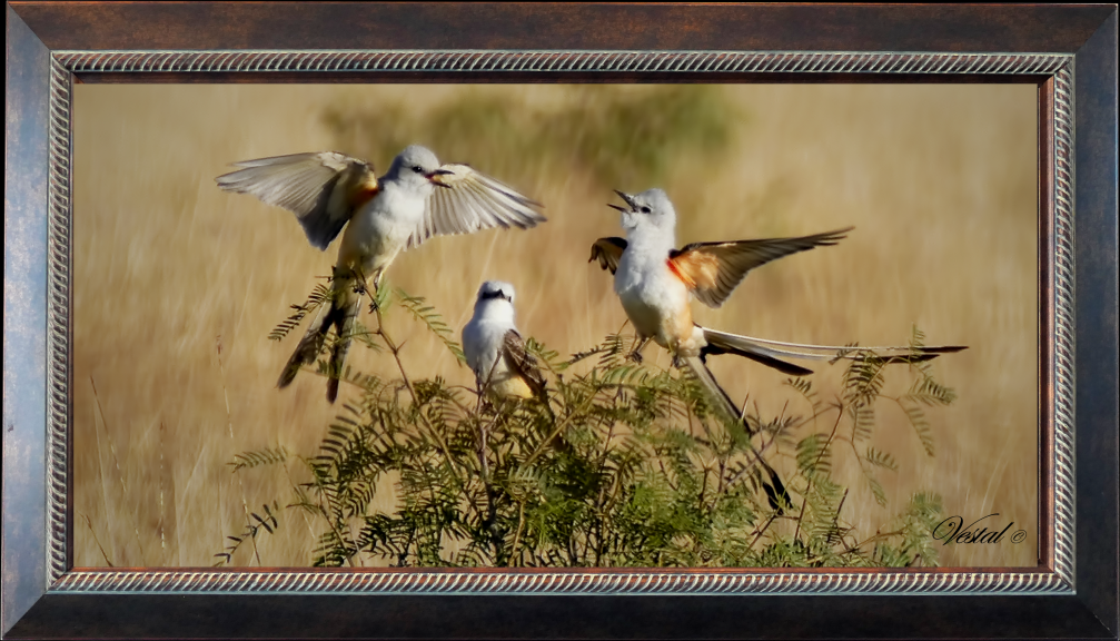 framed-22x11-canvas-scissortail-dispute