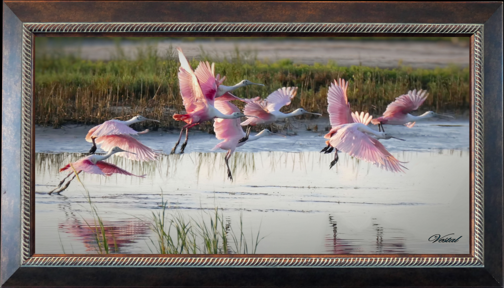 framed-22x11-canvas-spoonbills-take-flight