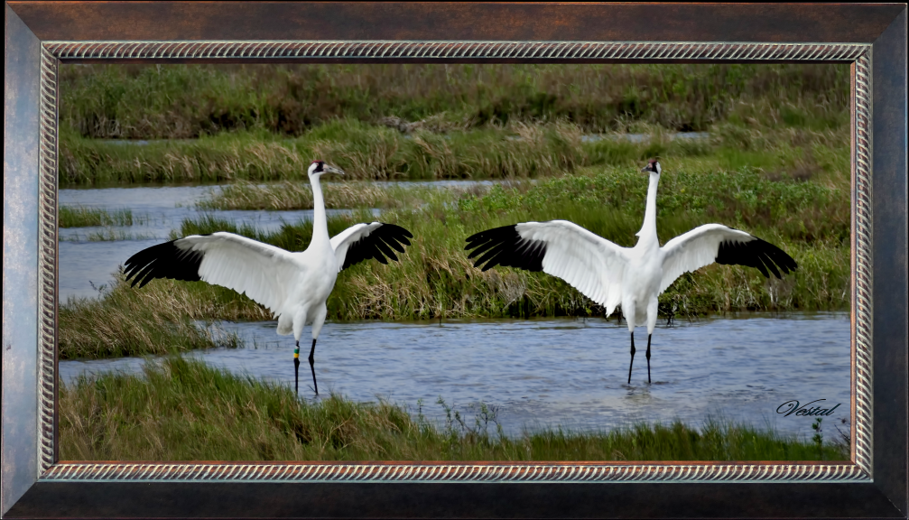 framed-22x11-canvas-whooper-yoga