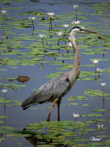 blue-heron-alligator-18x24