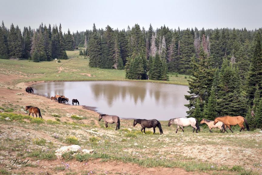 Arriving at Waterhole (3x2 ratio)