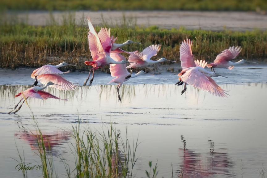 spoonbills-take-flight-30x20