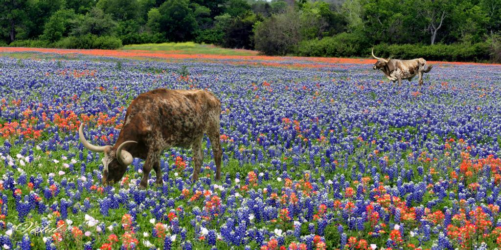 wildflower-longhorns-35x14