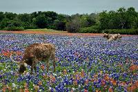 bluebonnet-longhorns