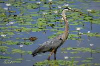 Heron (and alligator)
