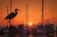 Heron Sunrise